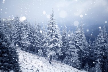 Hoarfrost ve kış dağlar - bedeni kar kaplı ağaçlar