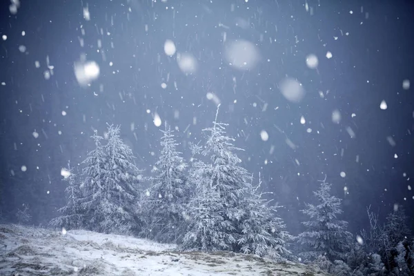 Träd täckta med rimfrost och snö i vinter bergen - Chri — Stockfoto