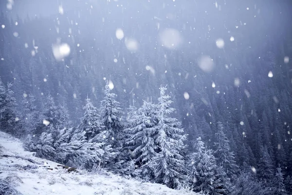 Hoarfrost ve kış dağlar - bedeni kar kaplı ağaçlar — Stok fotoğraf