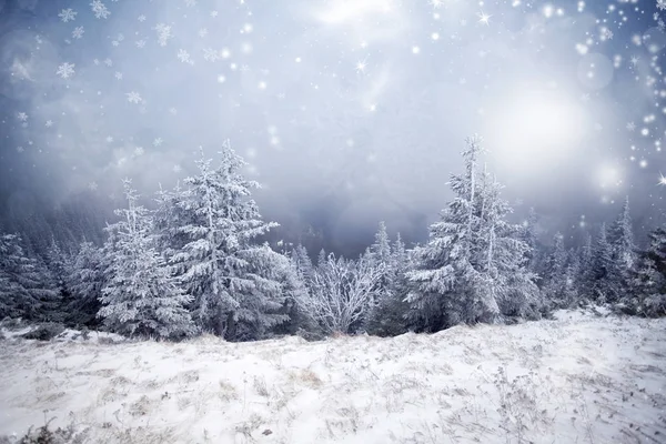 Δέντρα καλυμμένα με χιόνι στα βουνά χειμώνα - Chri και παγετός — Φωτογραφία Αρχείου