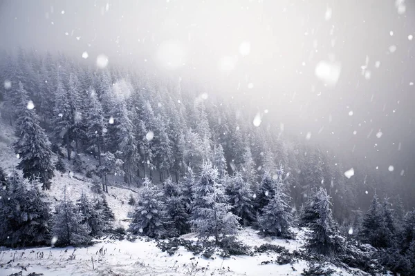Träd täckta med rimfrost och snö i vinter bergen - Chri — Stockfoto