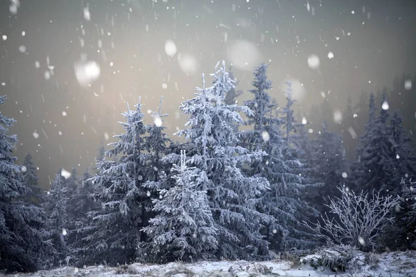 Träd täckta med rimfrost och snö i vinter bergen - Chri — Stockfoto