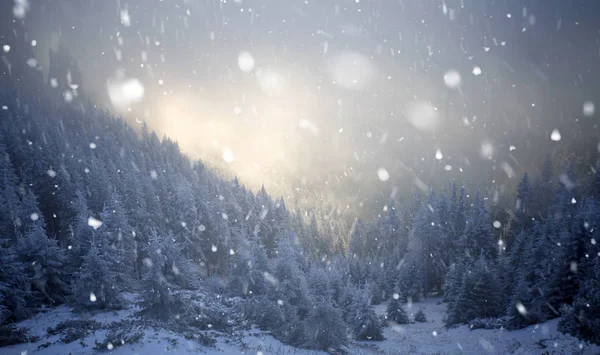 Árboles cubiertos de heladas y nieve en las montañas de invierno - Chri —  Fotos de Stock