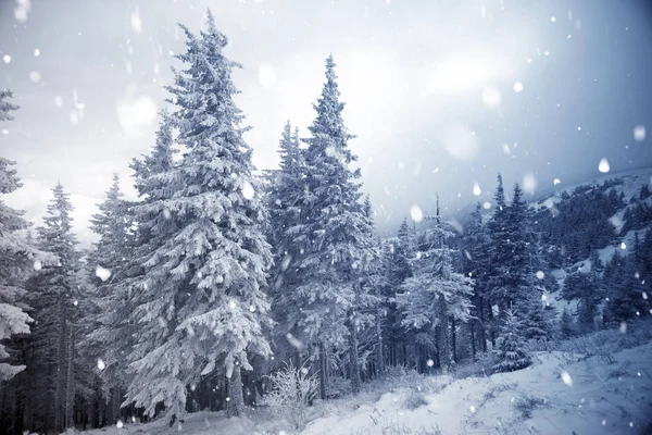 霧氷や冬山 - クリスマスに雪に覆われた木 — ストック写真