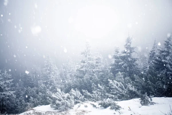 Árvores cobertas com geada e neve em montanhas de inverno - Chri Imagem De Stock
