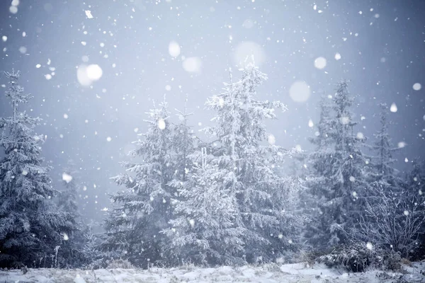 Árvores cobertas com geada e neve em montanhas de inverno - Chri — Fotografia de Stock