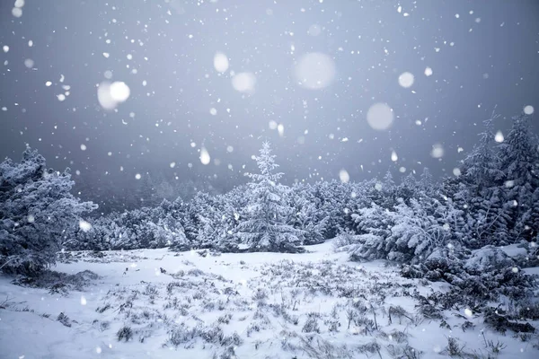 Bomen bedekt met rijm en sneeuw in de winter de bergen - Chri — Stockfoto