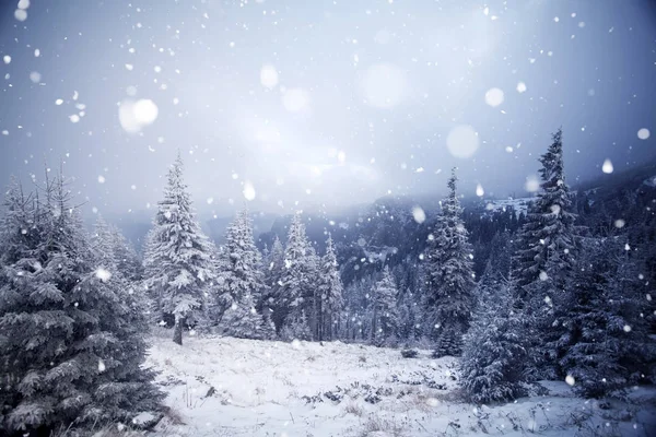 霧氷や冬山 - クリスマスに雪に覆われた木 — ストック写真
