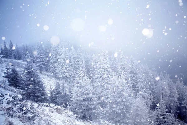 Drzewa pokryte szronu i śnieg w górach zimą - Chri — Zdjęcie stockowe