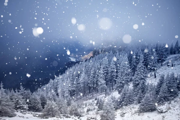 Δέντρα καλυμμένα με χιόνι στα βουνά χειμώνα - Chri και παγετός — Φωτογραφία Αρχείου