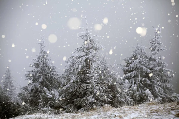 Дерева вкриті калюжами та снігом в зимових горах - Chri — стокове фото