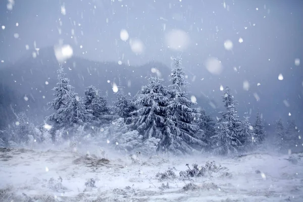 Træer dækket med hættefrost og sne i vinterbjerge - Chri - Stock-foto