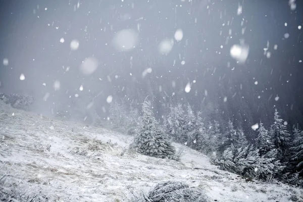 Alberi ricoperti di gelo e neve nelle montagne invernali - Chri — Foto Stock