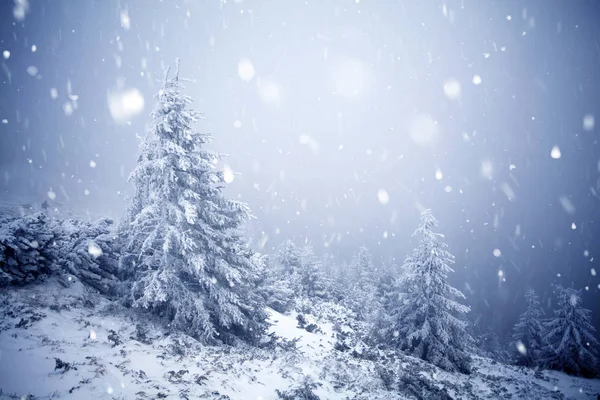 Hoarfrost ve kış dağlar - bedeni kar kaplı ağaçlar — Stok fotoğraf