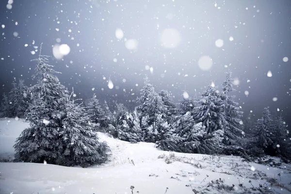 Alberi ricoperti di gelo e neve nelle montagne invernali - Chri — Foto Stock