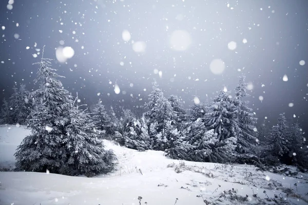 Árboles cubiertos de heladas y nieve en las montañas de invierno - Chri —  Fotos de Stock