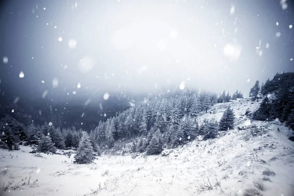 Alberi ricoperti di gelo e neve nelle montagne invernali - Chri — Foto Stock