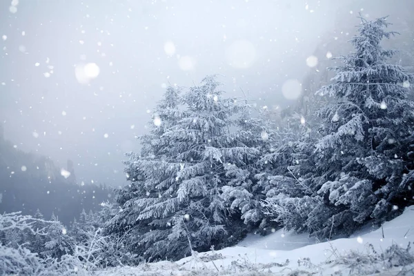 Árboles cubiertos de heladas y nieve en las montañas de invierno - Chri —  Fotos de Stock