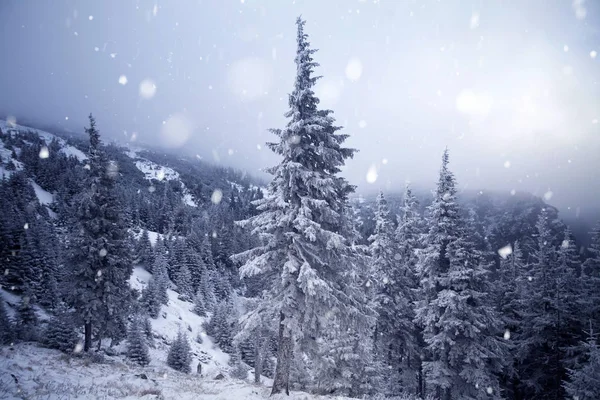 Träd täckta med rimfrost och snö i vinter bergen - Chri — Stockfoto