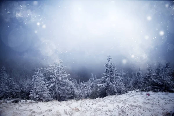 Bäume bedeckt mit Raureif und Schnee im Winter Berge - chri — Stockfoto