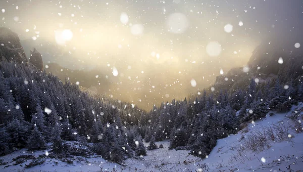 Árvores cobertas com geada e neve em montanhas de inverno - Chri — Fotografia de Stock