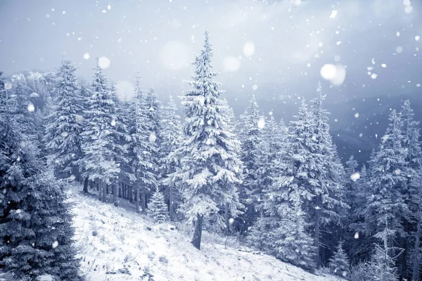 Trees covered with hoarfrost and snow in winter mountains - Chri — Stock Photo, Image