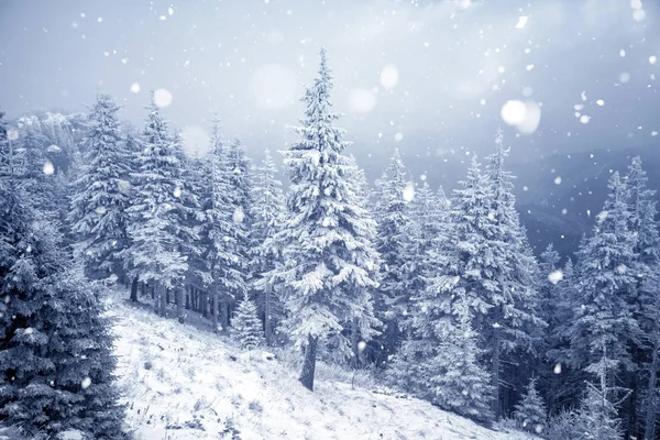 Bomen bedekt met rijm en sneeuw in de winter de bergen - Chri — Stockfoto