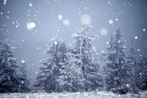 Árvores cobertas com geada e neve em montanhas de inverno - Chri — Fotografia de Stock