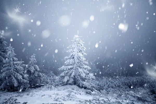 Stromy pokryté jinovatka a námraza a sníh v zimě hory - Chri — Stock fotografie
