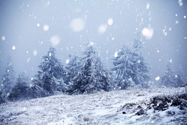 Hoarfrost ve kış dağlar - bedeni kar kaplı ağaçlar