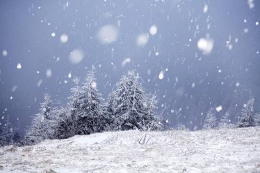 Hoarfrost ve kış dağlar - bedeni kar kaplı ağaçlar