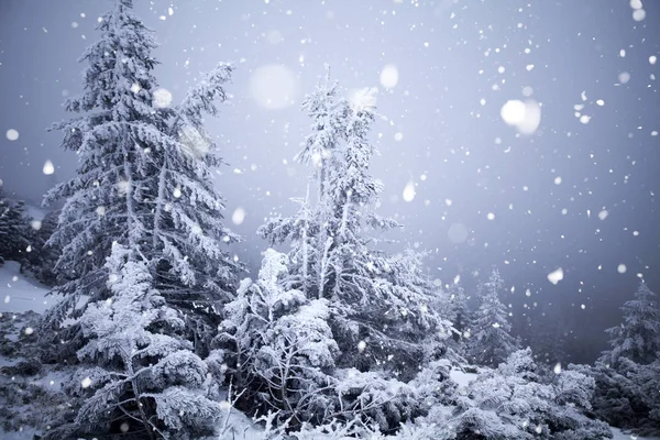 Árvores cobertas com geada e neve em montanhas de inverno - Chri — Fotografia de Stock