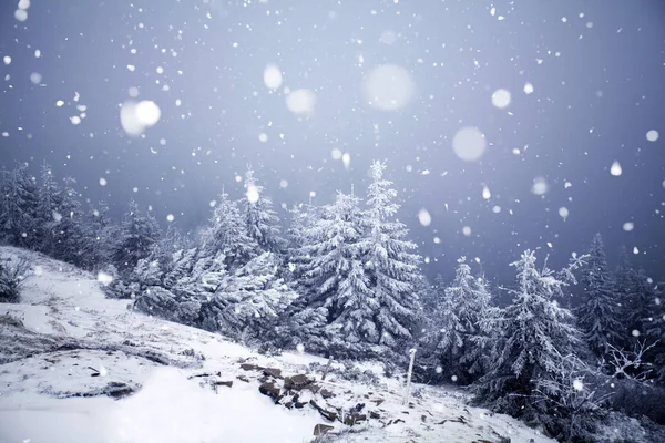 Hoarfrost ve kış dağlar - bedeni kar kaplı ağaçlar — Stok fotoğraf