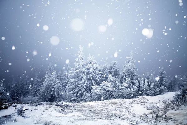 Hoarfrost ve kış dağlar - bedeni kar kaplı ağaçlar — Stok fotoğraf