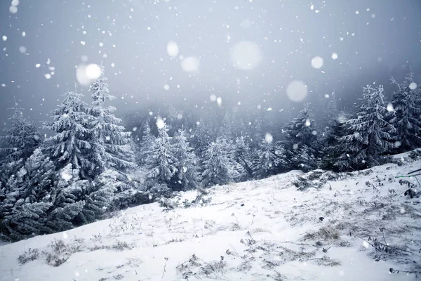 Bomen bedekt met rijm en sneeuw in de winter de bergen - Chri — Stockfoto