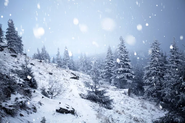 Alberi ricoperti di gelo e neve nelle montagne invernali - Chri — Foto Stock