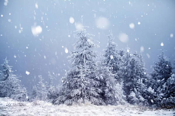 Trees covered with hoarfrost and snow in winter mountains - Chri — Stock Photo, Image