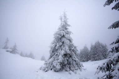 Hoarfrost ve kış dağlar - bedeni kar kaplı ağaçlar