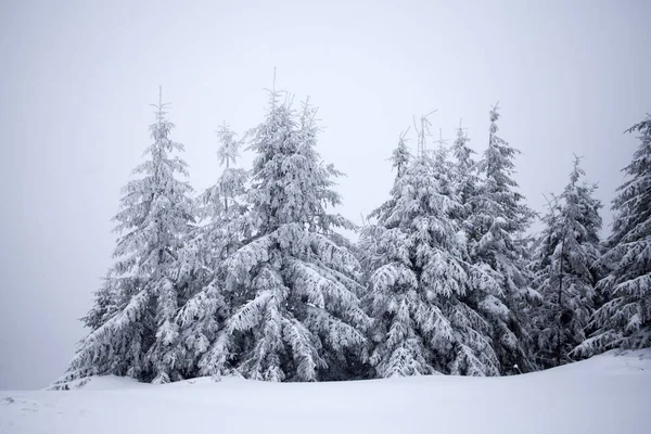 冬山霜雪的树木-上帝 — 图库照片