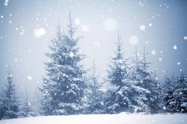 Hoarfrost ve kış dağlar - bedeni kar kaplı ağaçlar