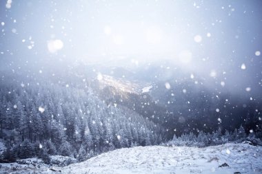 Hoarfrost ve kış dağlar - bedeni kar kaplı ağaçlar