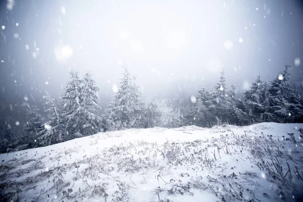 Träd täckta med rimfrost och snö i vinter bergen - Chri — Stockfoto