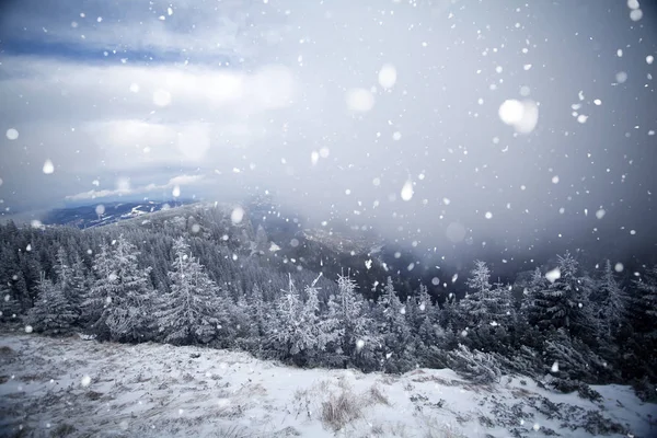 Bäume bedeckt mit Raureif und Schnee im Winter Berge - chri — Stockfoto