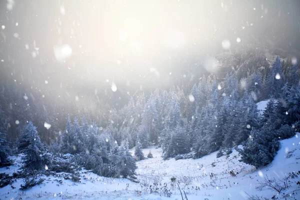 Bäume bedeckt mit Raureif und Schnee im Winter Berge - chri — Stockfoto