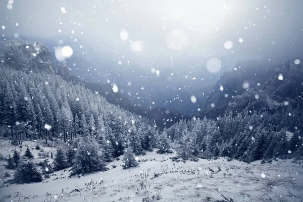 Bäume bedeckt mit Raureif und Schnee im Winter Berge - chri — Stockfoto