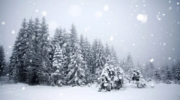 Arbres couverts de givre et de neige dans les montagnes d'hiver Chri — Photo