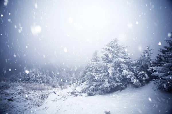 Деревья, покрытые инеем и снегом в зимних горах - Chri — стоковое фото
