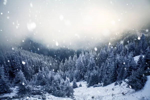 Träd täckta med rimfrost och snö i vinter bergen - Chri — Stockfoto