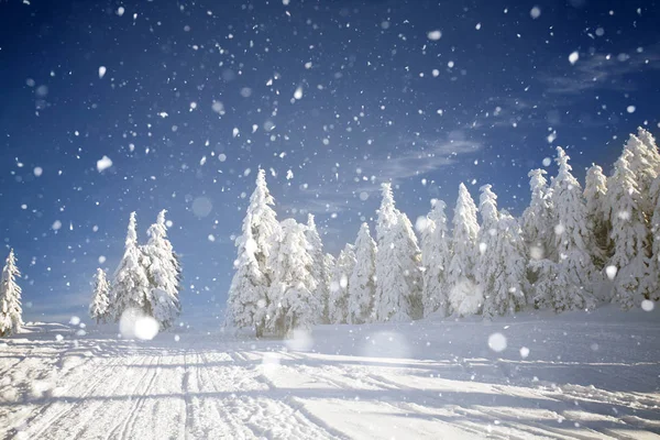 Árboles cubiertos de heladas y nieve en las montañas de invierno - Chri — Foto de Stock