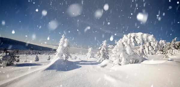 Arbres couverts de givre et de neige dans les montagnes d'hiver Chri — Photo